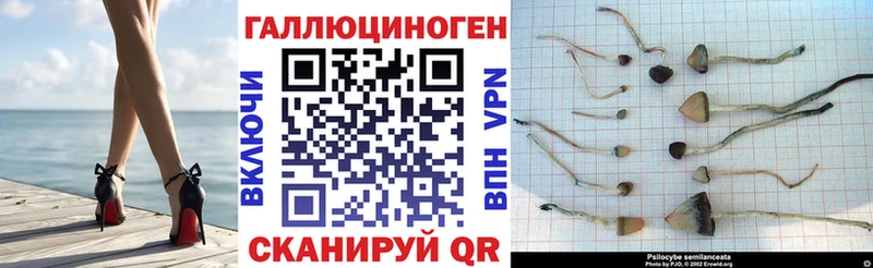 darknet формула  что такое наркотик  Курильск  Псилоцибиновые грибы Psilocybe 